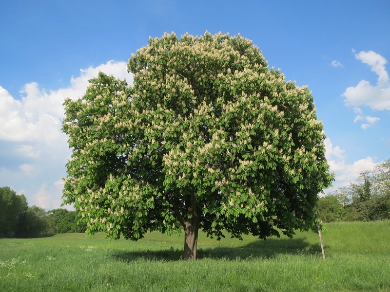 Horse chestnut during spring — Pixabay